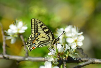 butterfly on a flower. Swallowtail butterfly on a blooming branch.