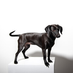 Small black short-haired dog posing over white background. Adorable pet's indoor portrait