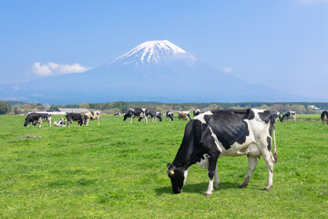 朝霧高原　放牧されてる牛と富士山