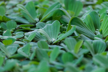 Obraz premium Green leaves background 