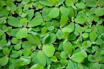 green leaves background