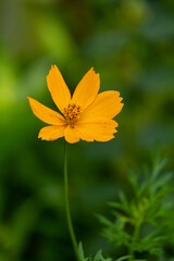 butterfly on a flower