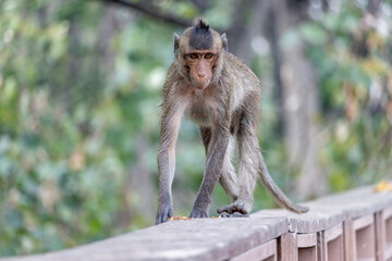 A macaque walks on the railing of an old wooden footbridge, Thailand