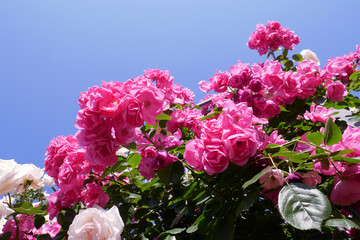 バラ　ばら　薔薇　Rose