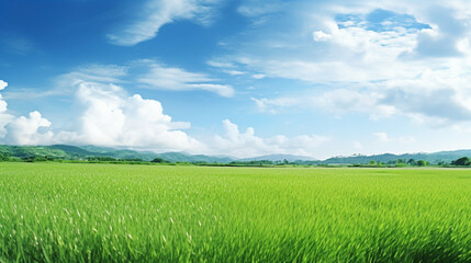 Obraz premium Zielone pole i błękitne niebo z chmurami. Piękne 3d renderowanie tła natury dla przestrzeni kopiowania.