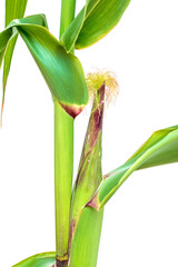 Corn plant illustration In the growth of the asymmetrical corn from seed to mature, effective Isolated on a white background, corn and food grains