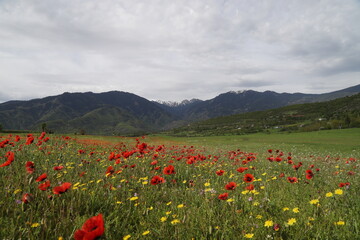 beautiful poppy flower field .village and mountains in the background.ardanuç .artvin.turkey