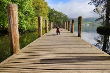 dog running down wooden jetty launch dock on lake 