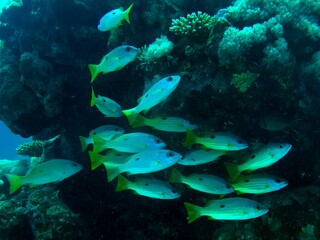Fototapeta premium coral reef with fishes