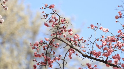 pink flowers, bloosom