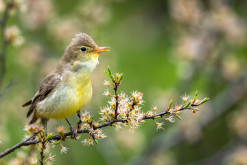 Singing bird on a branch. Icterine warbler, Hippolais icterina.