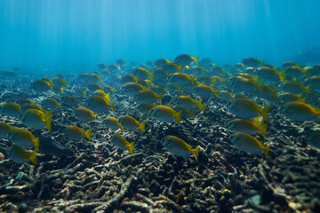 Fototapeta na wymiar a flock of coral yellow fish swims in the sea underwater