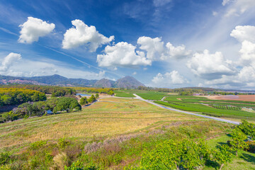 The Beautiful landscape tea plantation in bright day on blue sky background, Chiang Rai province in thailand.