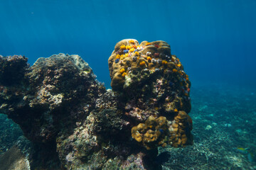 coral reef in the sea