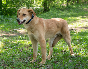 fawn puppy dog closeup portrait on green grass background