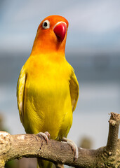 The beauty of the Fisher's Lovebird! © Phothomas