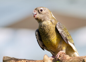 parakeet against neutal backround

