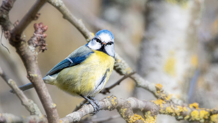 Angry bird. Blue tit 