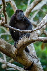Mantled Howler Monkey - Alouatta palliata, beautiful noisy primate from Latin America forests and woodlands, Gamboa, Panama.