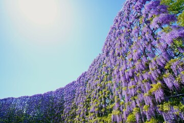 藤の花