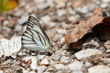 Wild butterflies at Kaeng Krachan National Park Phetchaburi Province, Thailand, taken on 3 May 2023.