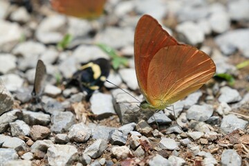 Wild butterflies at Kaeng Krachan National Park Phetchaburi Province, Thailand, taken on 3 May 2023.
