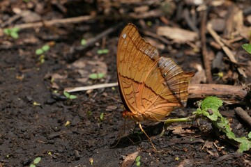 Wild butterflies at Kaeng Krachan National Park Phetchaburi Province, Thailand, taken on 3 May 2023.