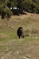 Naklejka na ściany i meble Kashmiri Mountain Dog
