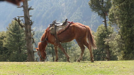 Horse on a mountain