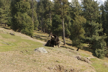 Kashmiri Mountain Dog, Mini Switzerland, Kashmir