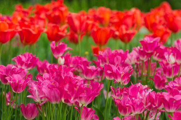 field of tulips, close up - 602065306