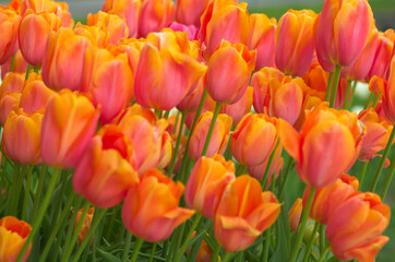 field of tulips, close up - 602065374