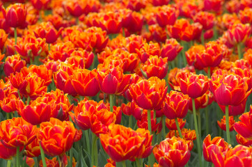 field of tulips, close up - 602065543