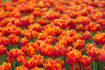 field of tulips, close up - 602065556