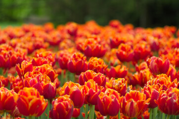 field of tulips, close up - 602065575