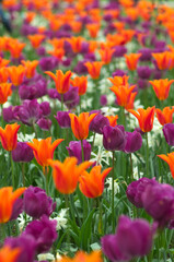 field of tulips, close up - 602065773