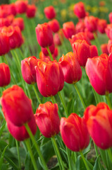 field of tulips, close up - 602066173