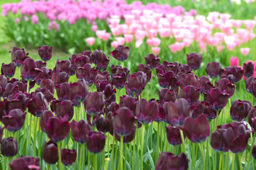 field of tulips, close up - 602066327