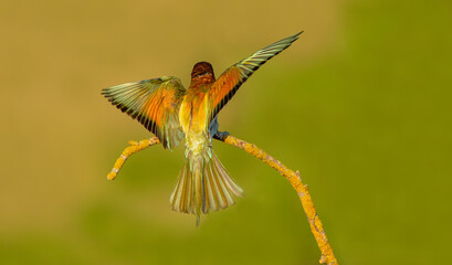 The Rainbow Bee-eater is perched on a tree branch. The bird comes from a bird family called Meropidae and is found in Turkey.