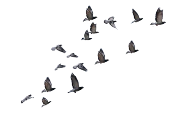 Rolgordijnen flying birds formation of pigeons many  isolated for backgound © sea and sun