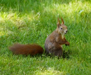 Red squirrel or Eurasian red squirrel asks for food  (Sciurus vulgaris) Sciuridae family. Hanover, Germany