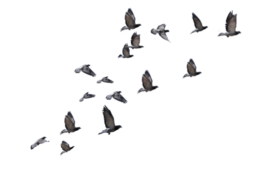 flying birds formation of pigeons many  isolated for backgound