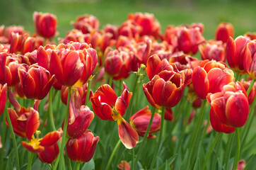 field of colorful tulips - 602067947
