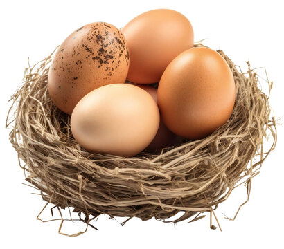 Natural, bio eggs lie in the nest. Eco-friendly chicken eggs in the nest. Isolated on transparent background. KI.