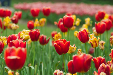 field of colorful tulips - 602068119