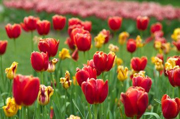 field of colorful tulips - 602068153