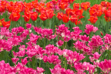 field of colorful tulips - 602068505
