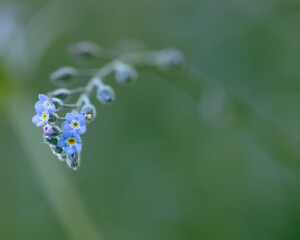 forget me now flowers background 