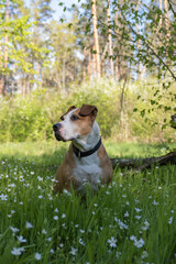 Beautiful dog portrait on green grass and cute blooming flowers in the spring. Senior staffordshire terrie enjoying spring weather outdoors