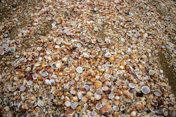 Seashells on the Mediterranean coast
